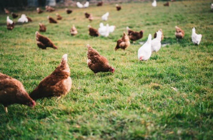 Tavuk Çiftliği Kurmak İçin Ne Kadar Sermaye Gerekir?
