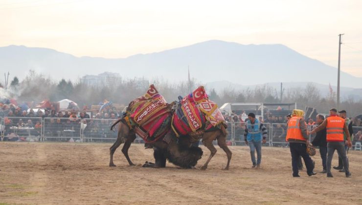 Turgutlu’daki deve güreşi etkinliği | Etkinlikten renkli görüntüler