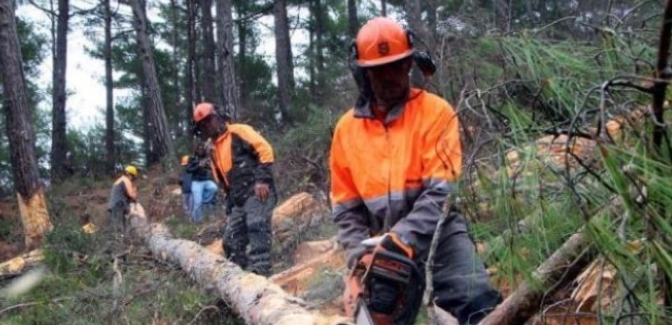 Orman İşçileri Ne Kadar Kazanıyor?