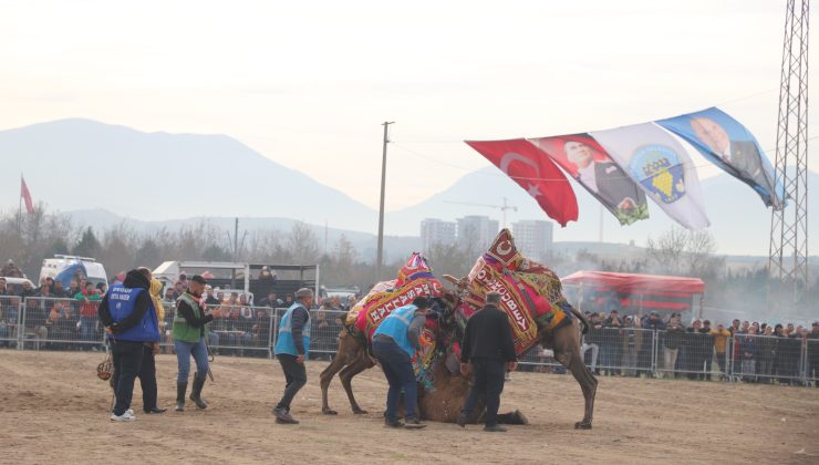 Turgutlu’da deve güreşleri heyecanı | Deve güreşleri 4 Şubat’ta