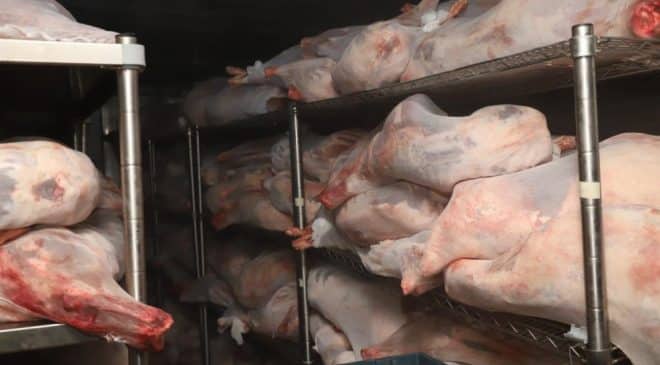 Turgutlu’da yardım kampanyasına rekor bağış | 13 ton kurban eti bağışlandı